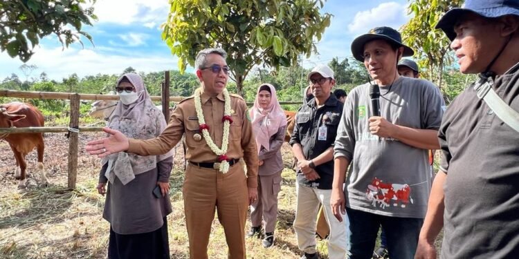 Panen Pedet di Desa Suka Rahmat, Pemkab Kutim Apresiasi Kemandirian Kelompok Peternak