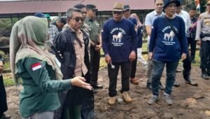 Pola Integrasi Sapi-Sawit Dinilai Cara Strategis Pengembangan Peternakan di Kutim